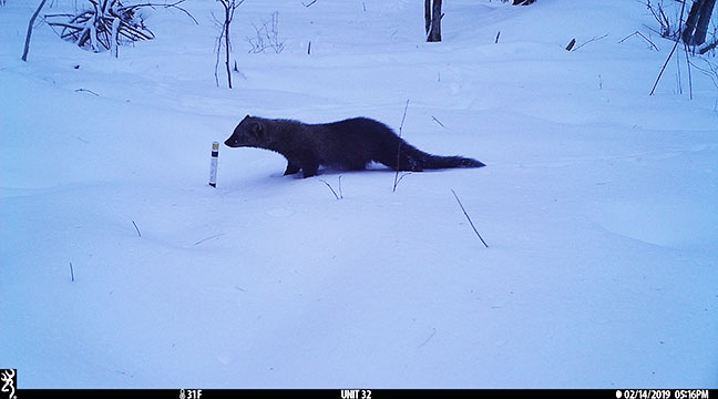 Fisher caught on a North Country Wilds trail camera