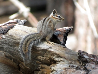 Photo of a Cliff Chipmunk