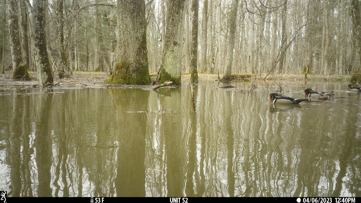 Wood duck swimming in a flooded forest