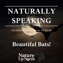 Beautiful Bats cover image
