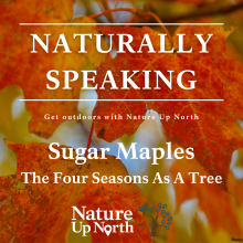 Naturally Speaking Forest Ecology Series sugar maple episode with sugar maple leaf background