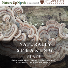 picture of fungi behind text that says naturally speaking fungi