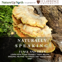 chicken of the woods fungi on a log behind text that says naturally speaking: fungi and trees