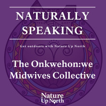 the title onkwehon:we midwives collective is shown on a purple background the the OMC's logo, as well the the podcast title naturally speaking and the nature up north podcast slogan get up and get outdoors with nature up north