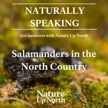 Blue spotted salamander crawls on a mossy log with the words Naturally Speaking, get outdoors with nature up north" and the podcast title salamanders in the north country overlaid on top of the image