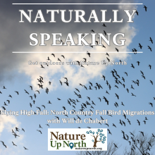 Snow Geese flying behind the Naturally Speaking text