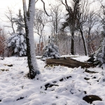 First snow of the season on Bear Mountain in Cranberry Lake. Photo: Bill Hill. 