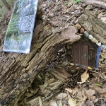 Fairy house under a log