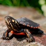 A baby painted turtle