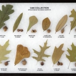 Oak leaf and acorn collection