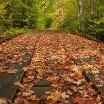 red, orange, and yellow leaves on a brown bridge going through a green wooded trail
