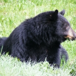 A black bear sits on a grassy hillside.