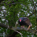 Turkey Vulture