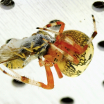 Marbled orbweaver eating a bee