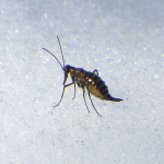 Snow Flea