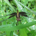 Widow Skimmer Dragonfly