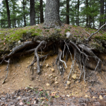 Inside an esker