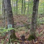 Fairy house between too trees