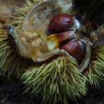 Water Chestnut. Courtesy of Michael Figiel of Flickr Creative Commons.