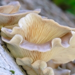 Oyster Mushroom (Pleurotus ostreatus) Photo: Flickr Creative Commons, Marshal Hedin