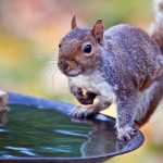 Gray Squirrel. Photo: Flickr Creative Commons, Ehpien