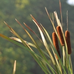 Cattails blowing in the breeze