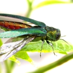 Emerald Ash Borer
