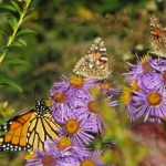 Butterflies on purple aster.