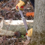 An trap tree under examination by an emerald ash borer survey crew in Wisconsin in 2006.