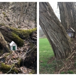 Two fairy houses, one made from birch bark nestled among the pieces of a fallen tree, another made from stones and tucked into the nook of a tree with four diverging trunks.  