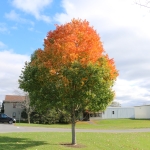 A maple tree near a school with a bright orange top and green leaves below.