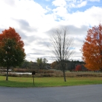 Maple trees at St. Lawrence University