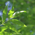 Compound ash leaves against a bright blue sky
