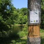 A sentinel tree at Bend in the River Park in Canton.