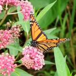 Monarch butterfly
