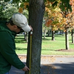 Measuring a tree for Nature Up North's maple monitoring project. 