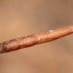 close up photo of an american beech bud