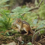 Chipmunk pausing on a log