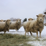 Sheep outside in a winter field