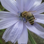 European honeybee. Photo:  Jennifer Berbich. 