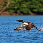 A loon takes off on Lake Ozonia. Loons require large bodies of open water to take flight.  Photo: Joseph Woody
