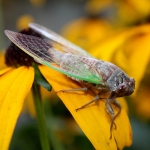 Photo: Creative Commons LadyDragonflyCC