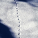 Mice tracks in snow