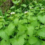 Garlic Mustard in Canton, NY