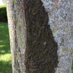 Forest tent caterpillars on a tree in Canton during the 2017 outbreak. Photo: Erika Barthelmess.