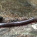 Black and res American giant millipede on a rock