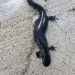 dark color salamander on white cement sidewalk