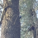 woodpecker in action