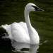 Swan a-swimming
