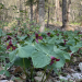 Red trilliums in the woods!